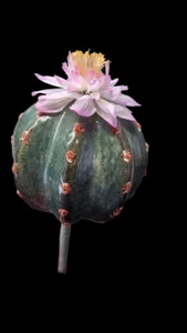 Artificial mini fero blooming barrel cactus. - Picture 1 of 7