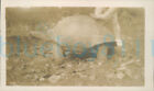 1932 Rn Officer Photo, Jan Trincomalee Giant Tortoise Trinco 4.5*2.75" Sri Lanka