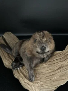 Beautiful Adorable Baby Beaver Kit Taxidermy Mount Art Wildlife 20B - Picture 1 of 4