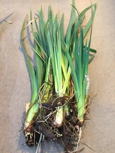 12 x yellow Flag Iris, bull rush Plants 5-7 inches long, pond reed , pond plant - Picture 1 of 1