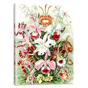 Ernst Haeckel Poster Print Orchidae Orchids Flowering Plants Canvas Prints - Picture 1 of 6