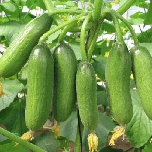 MINI LEBANESE CUCUMBER SEEDS Hybrid Vegetable Seeds MINI MUNCH CUCUMBER SEEDS - Image 1 of 1