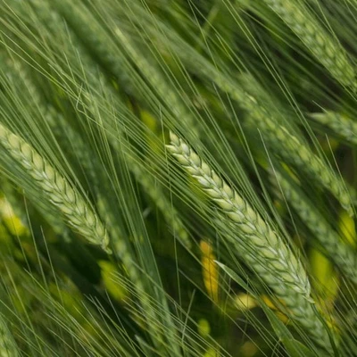 KWS Donau orge d'hiver brassicole deux rangs semences DONAU 25 kg semences  - Photo 1/4