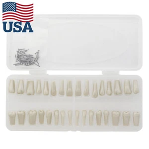 32 pezzi denti standard dentali Typodont per ricambio modello Columbia 860 - Foto 1 di 8