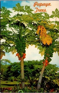 Postcard Papaya Trees Hawaii - Picture 1 of 2
