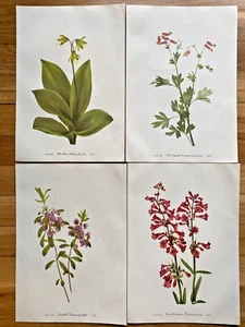 Lot of 4 Mary Walcott Botanical Flower Prints 1953 #48 - Picture 1 of 10