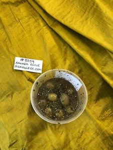 DESIGNER QUALITY IRIDESCENT SILK DUPIONI, HAND WOVEN - SMOKED OLIVE!!! - Picture 1 of 8