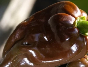 HABANERO CHOCOLATE 35 SEMILLAS - seeds CHILE GARANTIZADAS MUY PICANTE - Imagen 1 de 1