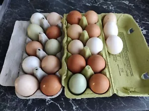 Frische Eier Grüngarten🐣Araucana Vorwerk Maran Australorp 17+1 Hühner🥚🐤 - Bild 1 von 12