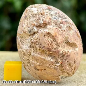 Exquisite Fossil Flint Echinoid (Sea Urchin) - Cretaceous Period, Norfolk, UK - - Picture 1 of 2