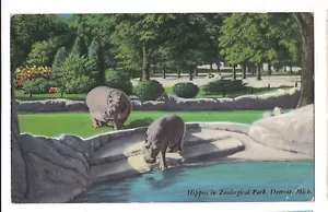 Flusspferde Paar Flusspferde ZOOLOGISCHER PARK Detroit ZOO Michigan MI Postkarte - Bild 1 von 2