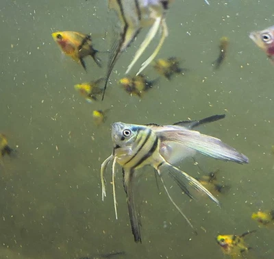 4 peces ángel a rayas azules filipinos V/S cola mezcla guisante talla grande (3+1 gratis) Foto 1 de 4