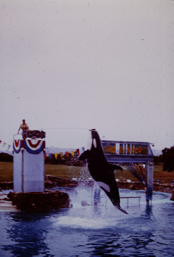 No Date Sealand of the Pacific Killer Whale Orca Slide AW-F | eBay