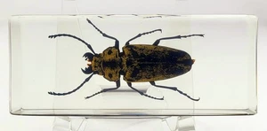 4,3" Trictenotomid Käfer in klarem Plexiglas konserviert Trictenotoma Davidi Deyrolle - Bild 1 von 15