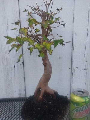 Bonsai tree Trident maple (Acer buergerianum) pre-bonsai, 5-6 years old # 4 - Image 1 of 4