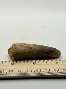 Spinosaurus 2.75” TOOTH Teeth Dinosaur Fossil before T Rex Cretaceous CS 847 - Picture 1 of 5