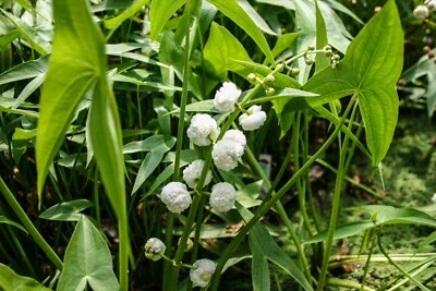 Arrowhead Hardy Marginal Aquatic Pond/Bog Plant - Buy 2 Get 1 Free - Image 1 of 2