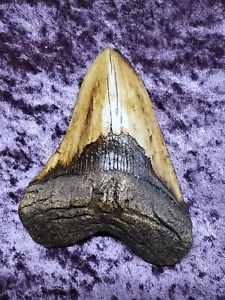 Megalodon shark tooth replica Bone Clones great white - Picture 1 of 3
