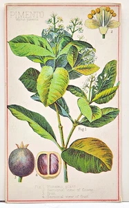 Davis, Sacker & Perkins Importers Spice Mustard Coffee Trade Card - Boston, MA - Picture 1 of 2