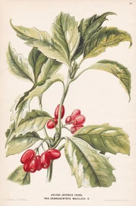 Aucuba Japonica Japón flor flor botánica Oudemans litografía - Imagen 1 de 1