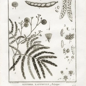 1790 LAMARCK, DE SEVE & BENARD Superb Botanical Engraving, Pl 846 Mimosa, Acacia - Bild 1 von 6