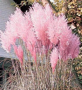 Ornamental Grass Seed - Cortaderia Pampas Grass Selloana Pampas Pink - Picture 1 of 1
