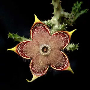 Edithcolea grandis Succulent potted plants Home decorating live plants high5-7cm - Picture 1 of 3