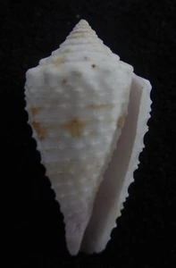 Seashell Conus floridulus GRANULOSA 29 mm F++ - Imagen 1 de 3