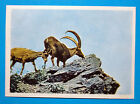 Figurina Panini-Animali Di Tutto Il Mondo 1965-N.131-Stambecco-Rec