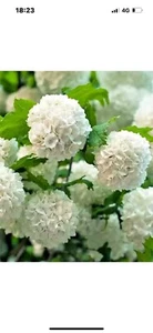 Viburnum opulus Roseum - Gelder Rose - Plant in 2 L Pot - Picture 1 of 10