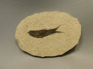 Fossil Fish Knightia Eocaena 4.25 inch Fossil Lake Green River Wyoming #O18 - Picture 1 of 5