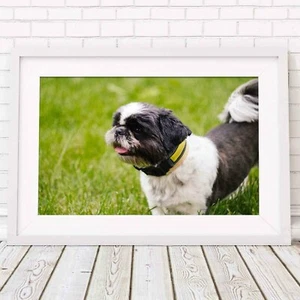 SHIH TZU PUPPY DOG - Cute Poster Picture Print Sizes A5 to A0 **FREE DELIVERY** - Picture 1 of 14