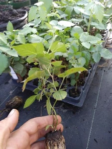  1 Triple Crown Thornless Blackberry Plant. Healthy grown pesicide free non GMO - Picture 1 of 3