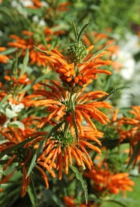 SAMEN afrikanische Löwenohr Zaubermittel Heilpflanze Naturmedizin Heilpflanze - Bild 1 von 1