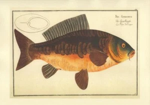 Reproduktion Antiker Stil Karpfen Fisch Druck #3 auf A4 Pergamentpapier - Bild 1 von 1