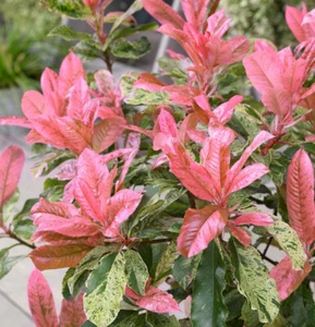 Chinesische Glanzmispel Pink Crispy® 30-40cm - Photinia serratifolia - Bild 1 von 1