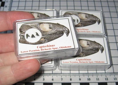 Permian Captorhinus reptile premaxilla jaw fossil w/ teeth Richards Spur display - Image 1 of 4