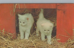 Postal de dos gatitos blancos en cobertizo rojo paja gato animal 5S-7167-B - Imagen 1 de 2