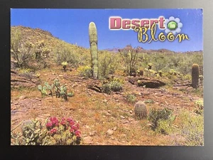 Desert In Bloom Postcard Cactus Flowers - Picture 1 of 2