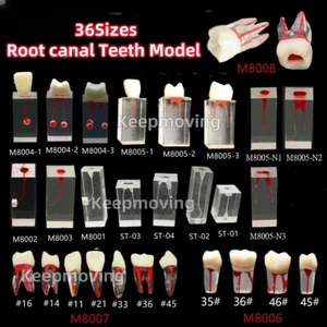 Dental Endodontic Root Canal RCT Practice Endo Teeth Tooth Model study 36 Sizes - Picture 1 of 44