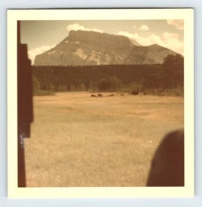 Vintage Photo Buffalo Glacier National Park 1960's Found Art DST56 - Imagen 1 de 2