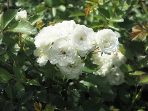 Bodendeckerrose Kleinstrauchrose Rosa 'Alba Meidiland'® wurzelecht im 1 Liter Co - Bild 1 von 1