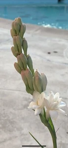 Tuberose Fragance 1 Clump,Bulbs 3+ Sz S/M Mixed, Rooted &Sprouted Ready To Plant - Picture 1 of 18