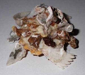 97mm TOP Xenophora Pallidula Carrier Seashell #AK1 Racha-Yai Island Phuket - Bild 1 von 5