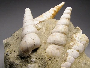 1 lb. Fósiles de concha de Turritella, Touraine, Francia  - Imagen 1 de 6