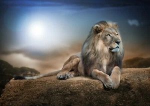 Small Lion Poster (Brand New) - Picture 1 of 2