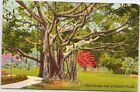 VTG Linen Postcard Giant Banyan Tree Tropical Florida Posted 1955 G1