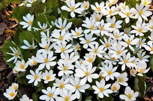 10 White BLOODROOT Sanguinaria Canadensis Shade Ground Cover Flower Seeds - Picture 1 of 7