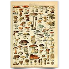 Vintage Adolphe Millot Mushroom Botanical Fungi Art Natural History Wall Poster