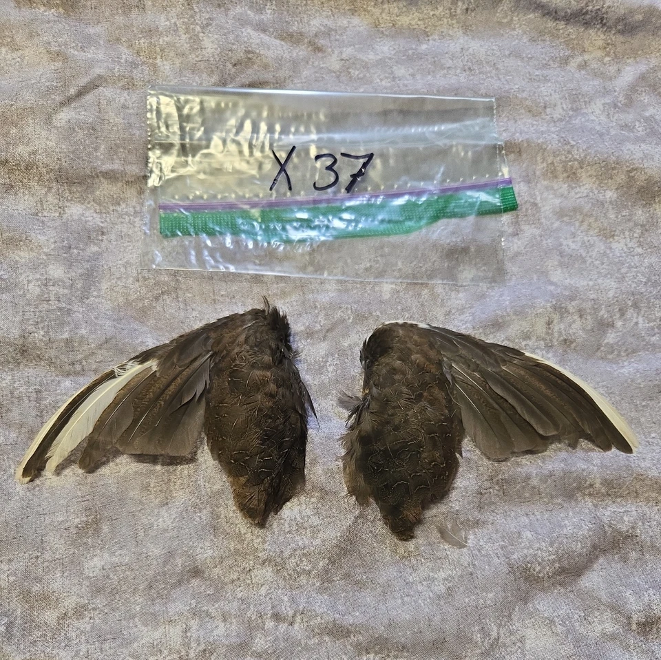 1 комплект перепелиных крыльев - x37 - Изображение 1 из 1